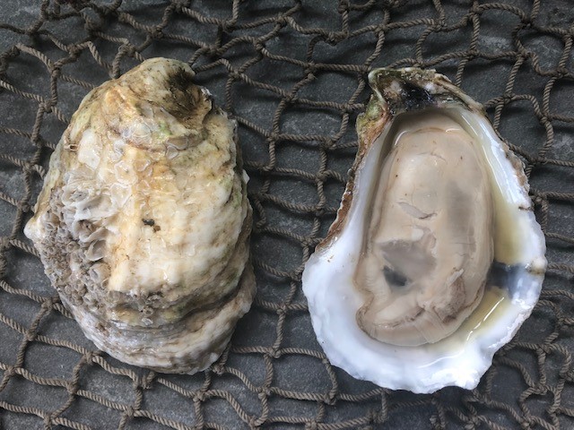 Прошивка oysters atlantic 4g